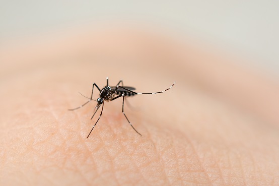 Dengue IgM Antibody - ELISA